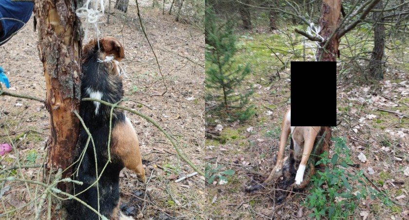 Sprawca bestialskiego powieszenia psa poszukiwany