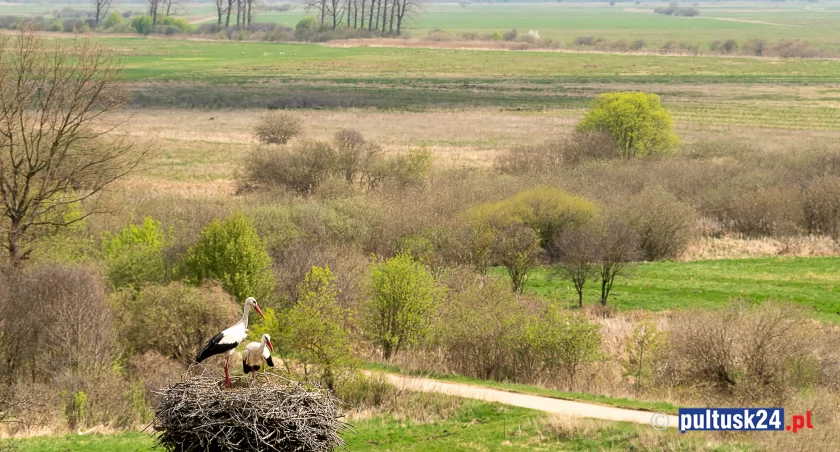 Bociany co z domku mają piękne widoki