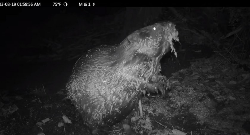 Ciekawski bóbr w obiektywie fotopułapki Nadleśnictwa Pułtusk