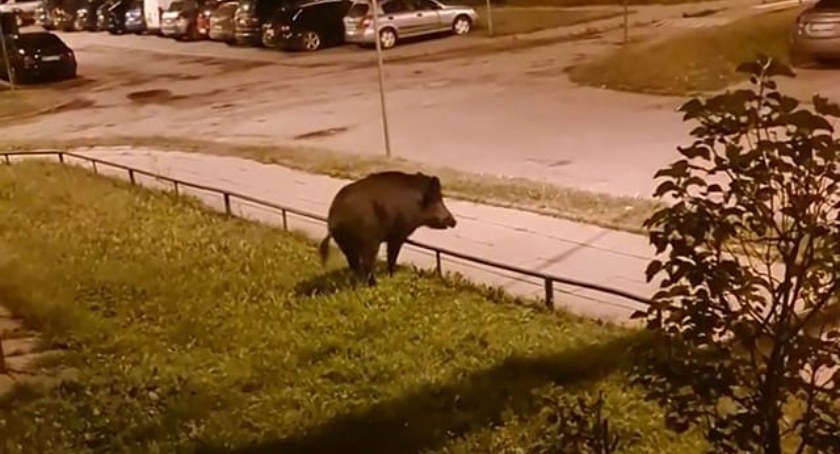 Kto spotyka w Pułtusku dzika…