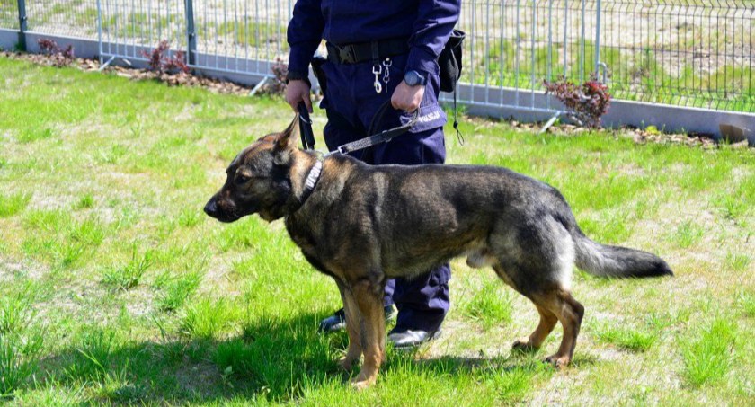 36-latek odnaleziony przez pułtuskich policjantów. Pomagał też służbowy pies
