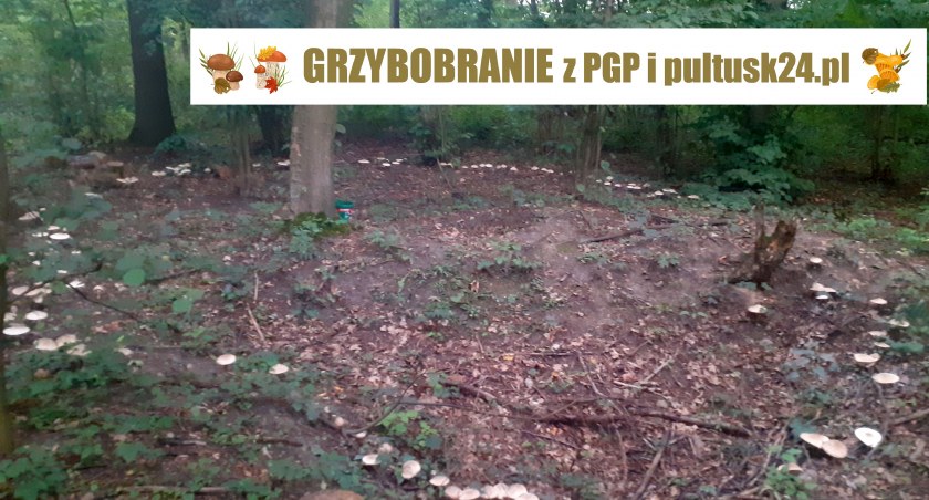  Niezwykłe leśne znalezisko – prezentujemy Wasze kolejne zbiory