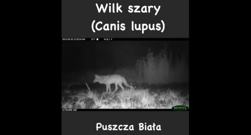 W pułtuskich lasach pojawiły się wilki