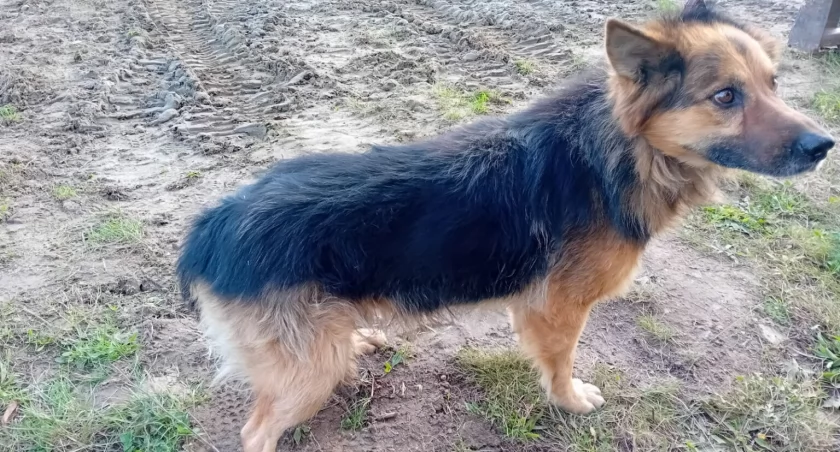 Suczka znaleziona w Dzierżeninie do oddania w dobre ręce