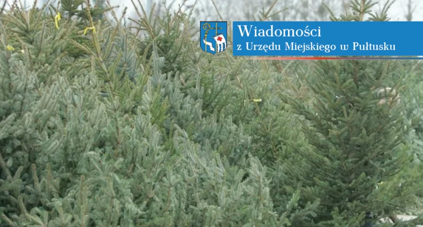 Ogłoszenie dot. sprzedaży świątecznych choinek