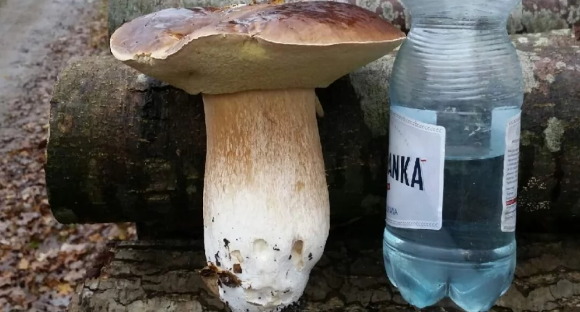Taaki prawdziwek!