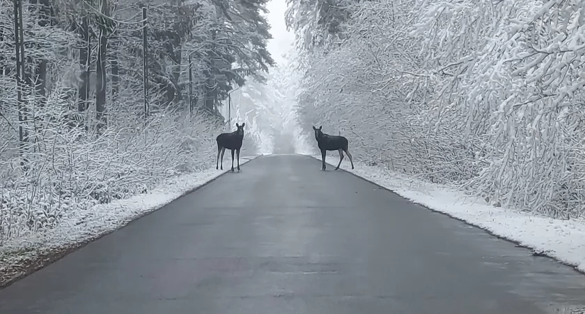 Zima może być piękna