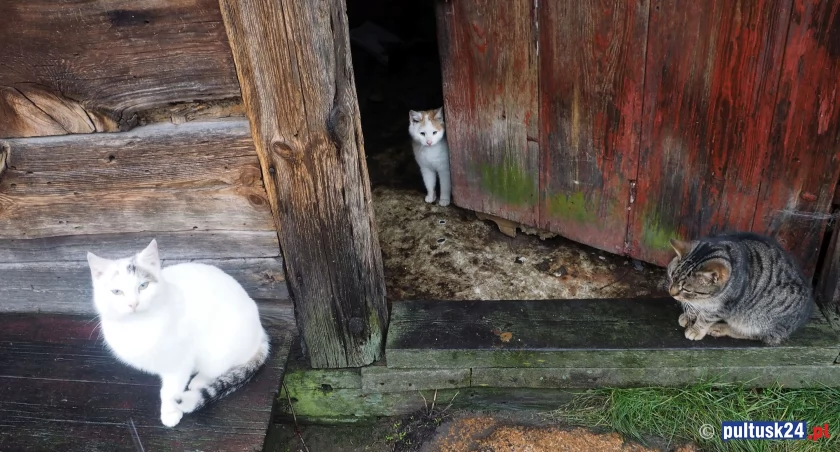 Opiekująca się czterema kotami kobieta zmarła. Zwierzęta pozostały same. Wstrząsające zdjęcia i film