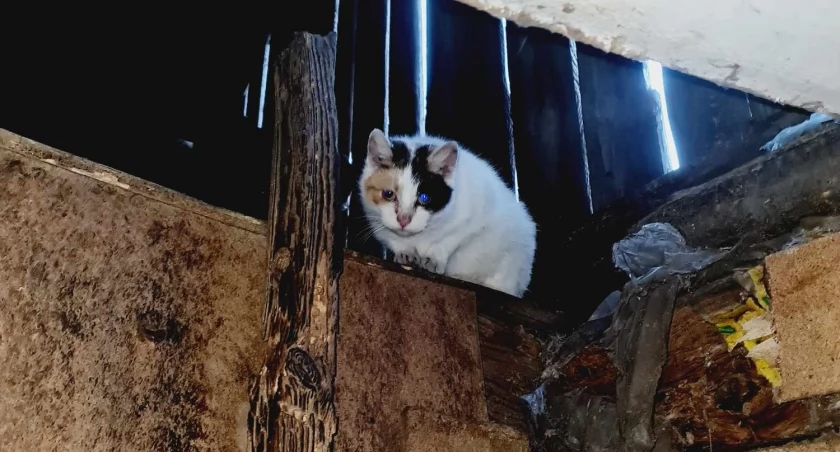 Kotki już w dobrych rękach – teraz czekają na adopcję