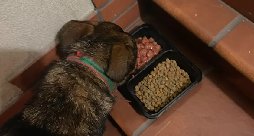 Czyja zguba? [AKTUALIZACJA - piesek wrócił do domu]