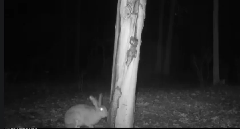 Zając przy lizawce. Najnowszy film z foto-pułapki Nadleśnictwa Pułtusk 