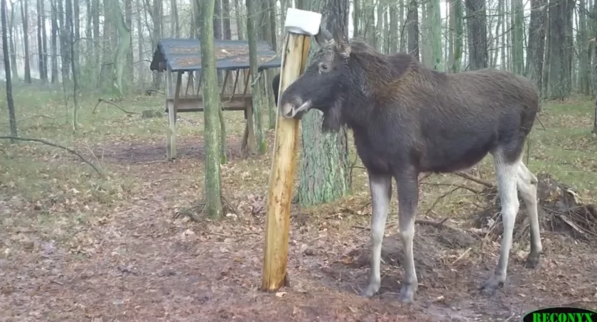 Łoś przy lizawce. Film z serii foto-pułapek Krzysztofa Rylskiego
