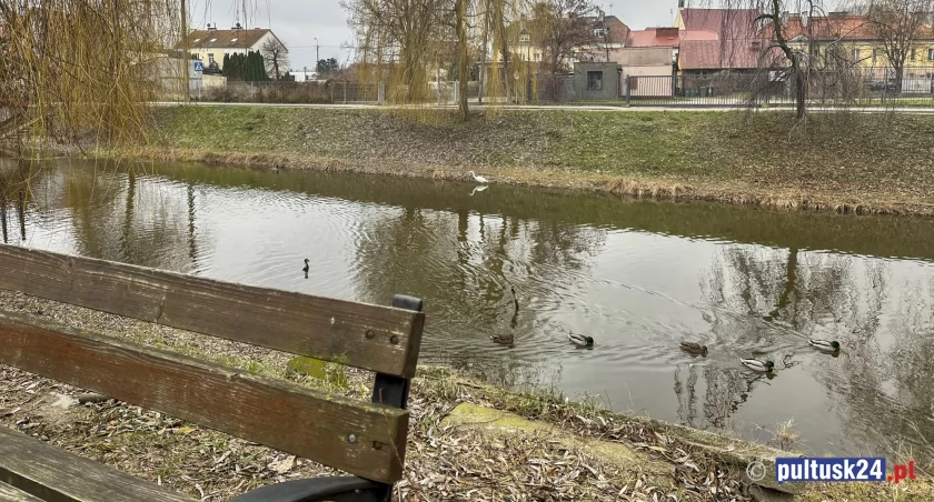 Czapla biała w środku miasta [FILM]