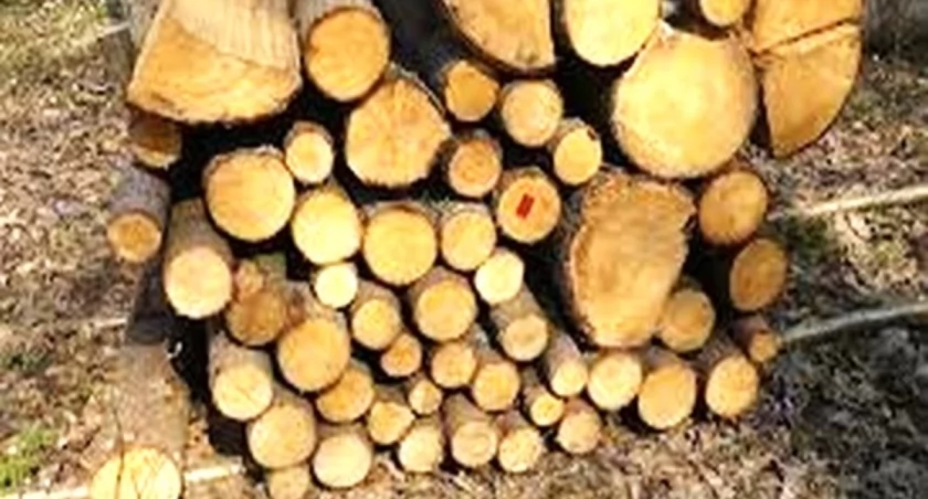 23-latek odpowie za kradzież drewna