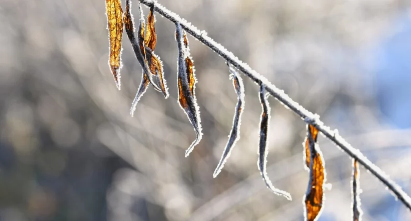 Ostrzeżenia meteorologiczne 1 stopnia i spadek temperatury 