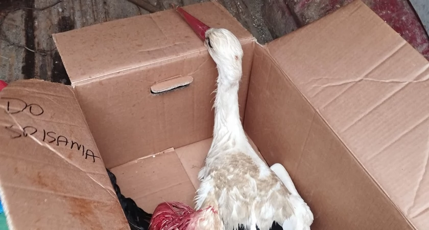Wójt wraz z mieszkańcem gminy Świercze pomogli rannemu bocianowi