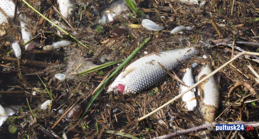 Rybia masakra na kanałku w Pułtusku