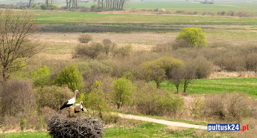 Bociany co z domku mają piękne widoki