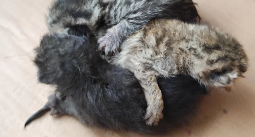 Ktoś wyrzucił ślepe kocięta na śmietnik! 