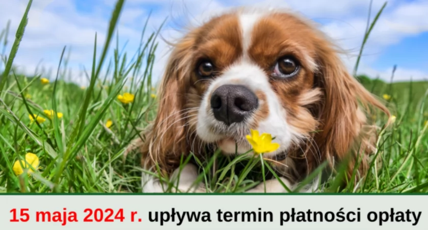 Upływa termin płatności opłaty od posiadania psa
