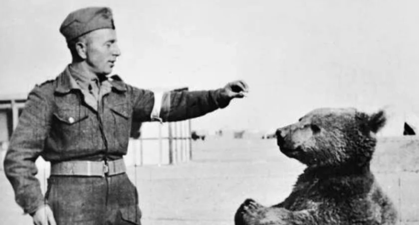 Niedźwiedź Wojtek