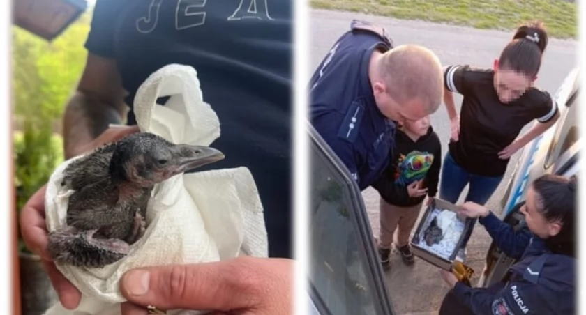 Policjanci pomogli pisklakom