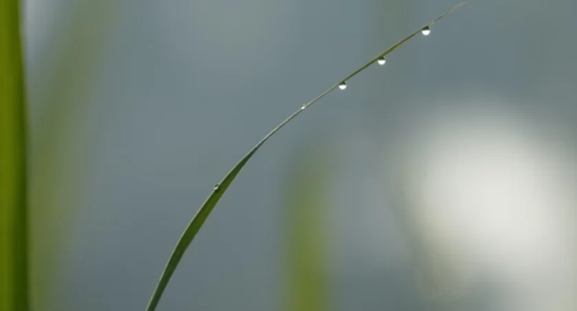 Prognoza pogody na ostatni weekend maja