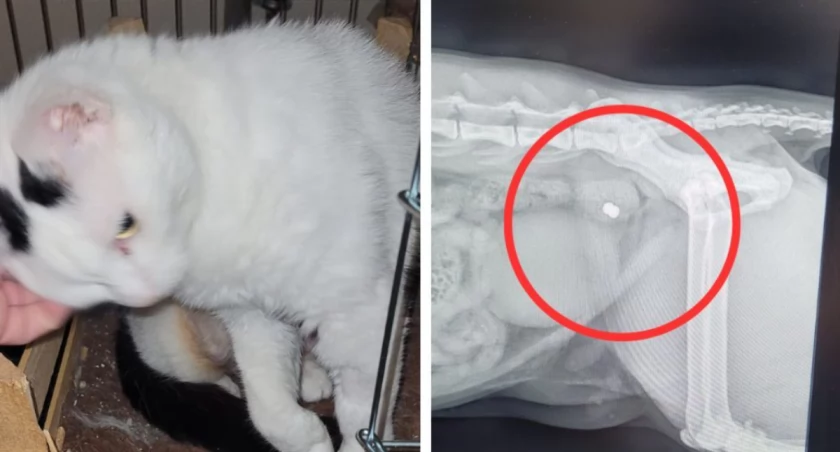 Ktoś postrzelił kota na Białowiejskiej lub w okolicach. Nagroda za wskazanie sprawcy 