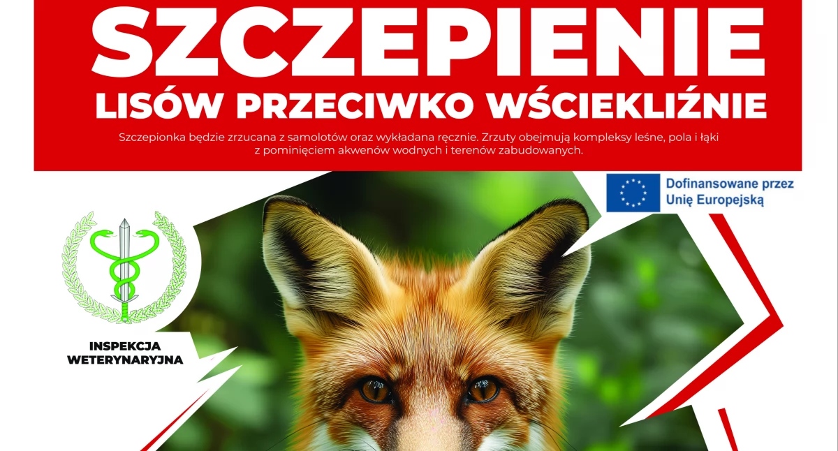 We wrześniu akcja szczepienia lisów