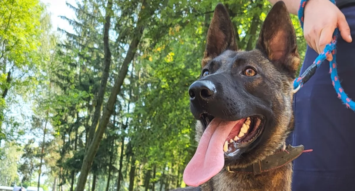 Nowy funkcjonariusz pułtuskiej policji. Ma bardzo czujny nos!