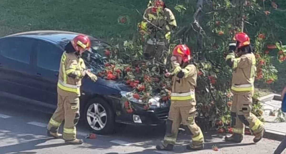 Na ul. Traugutta konar spadł na samochód