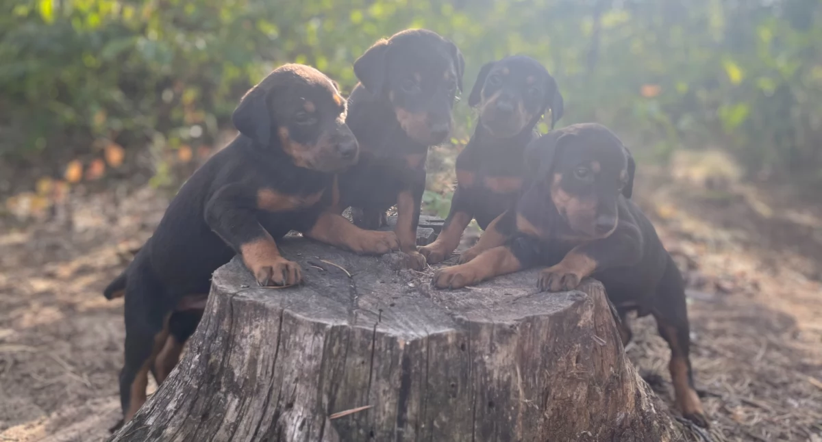 Ogłoszenie: Piękne Dobermany szukają kochających domów!