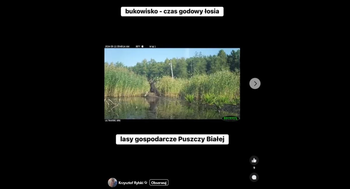 Miłość w krzakach