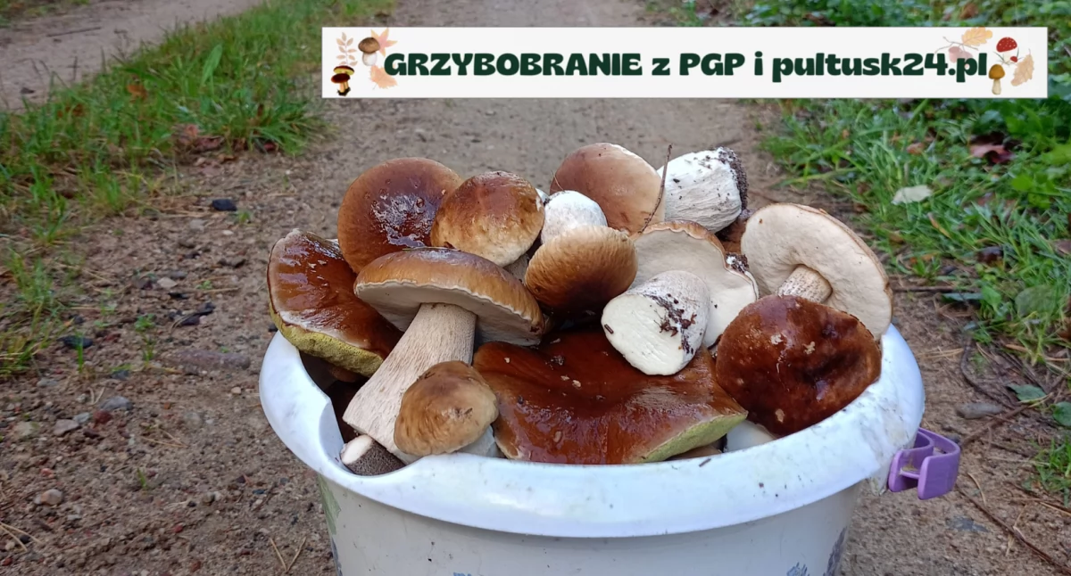 Grzybobranie 2024 z PGP i pultusk24.pl. Piękne zbiory pani Katarzyny