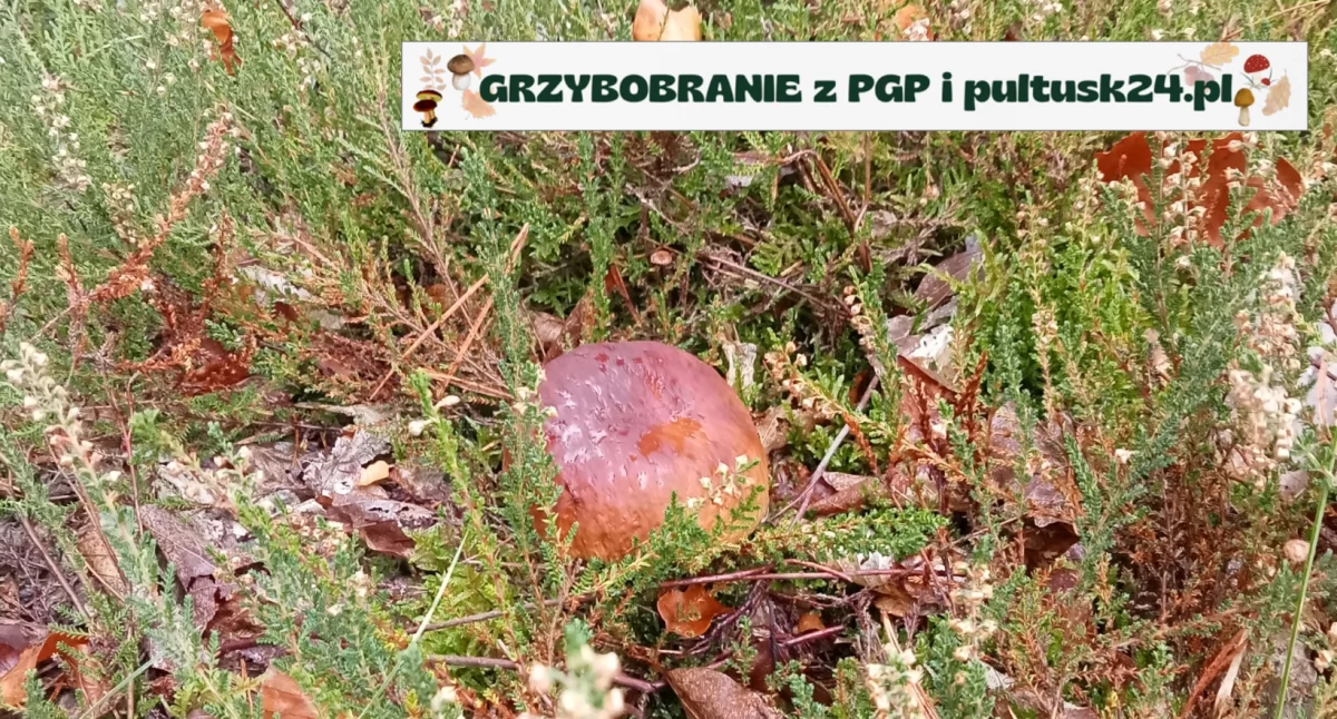 Grzybobranie 2024 z PGP i pultusk24.pl. Kolejne zdjęcia konkursowe, tym razem pani Anety