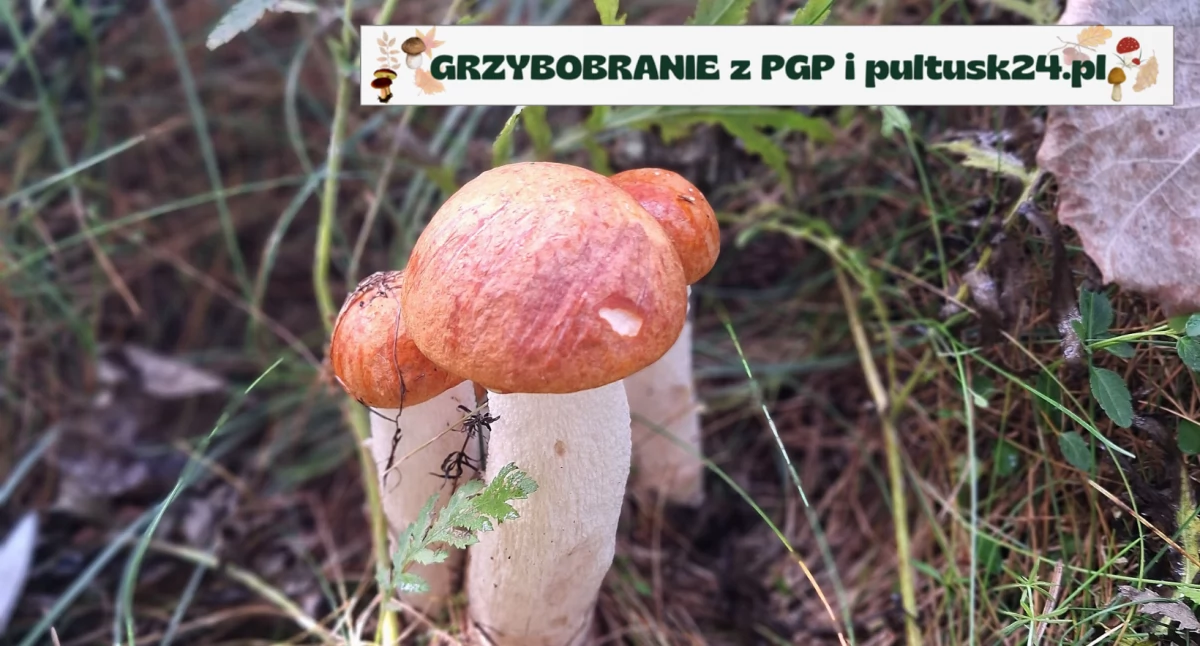 Grzybobranie 2024 z PGP i pultusk24.pl - zbiory pana Tomasza