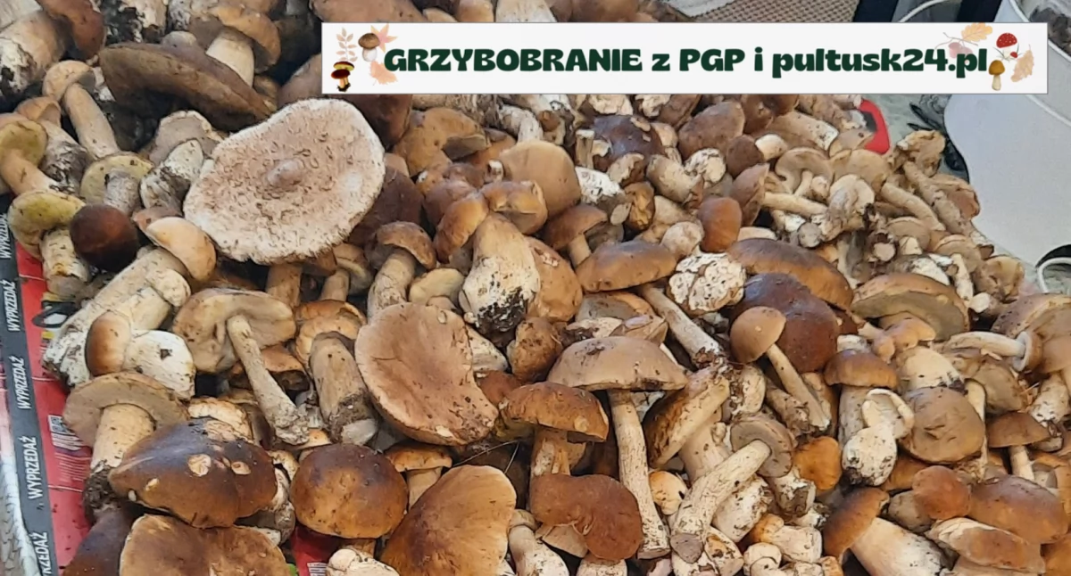 Grzybobranie 2024 z PGP i pultusk24.pl – 40 kilo!  