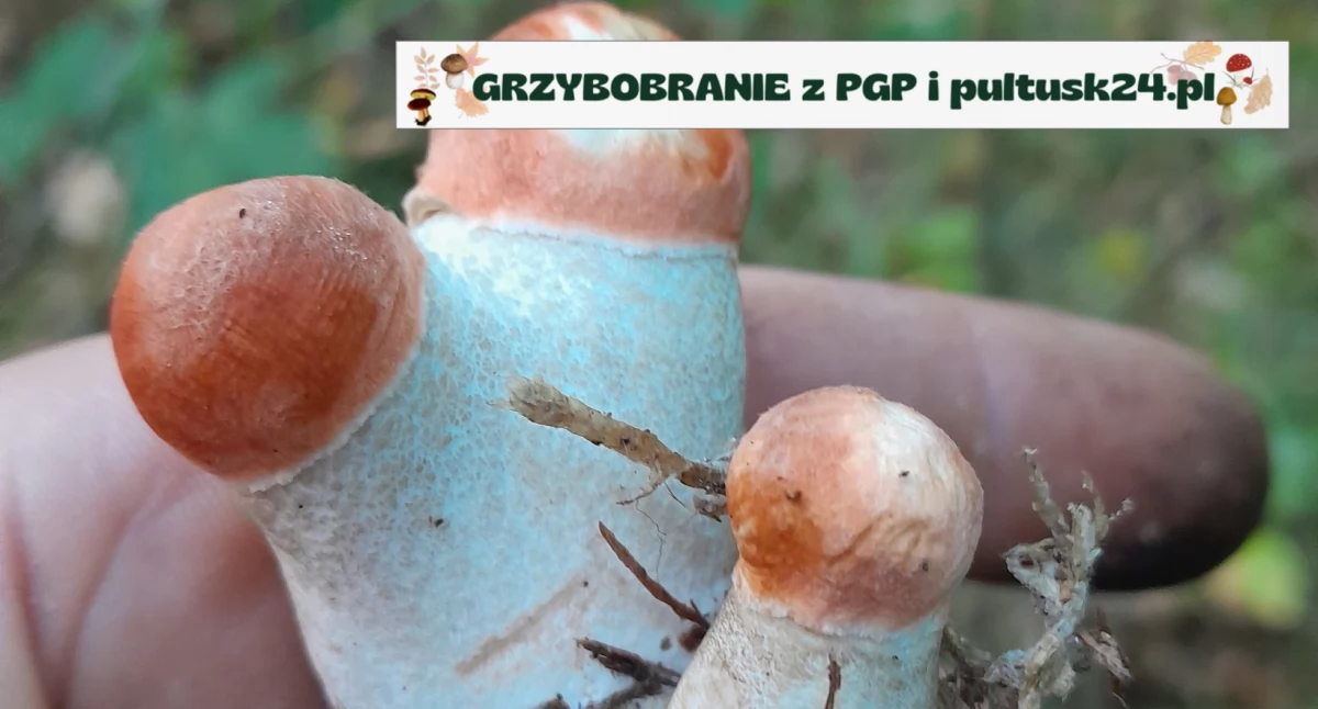 Grzybobranie 2024 z PGP i pultusk24.pl – kolejne leśne skarby od pana Michała