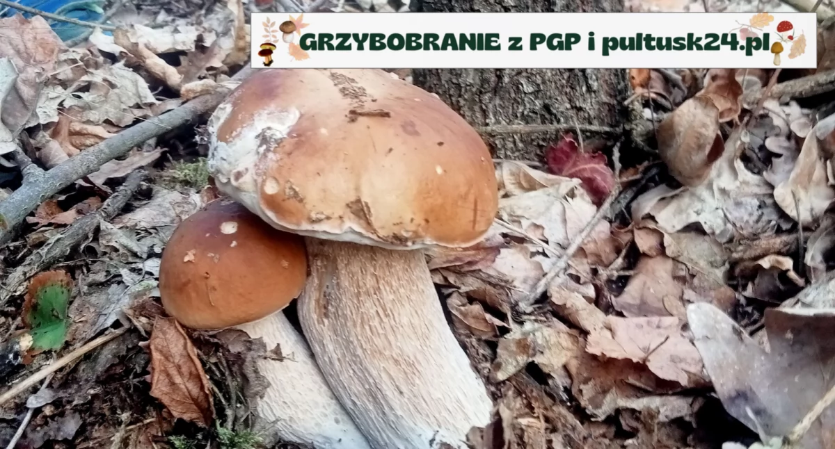 Grzybobranie 2024 z PGP i pultusk24.pl – kolejne konkursowe zdjęcia