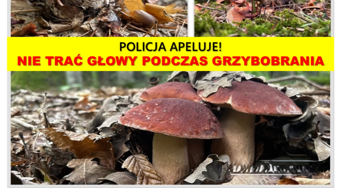 Jak nie stracić głowy w lesie 
