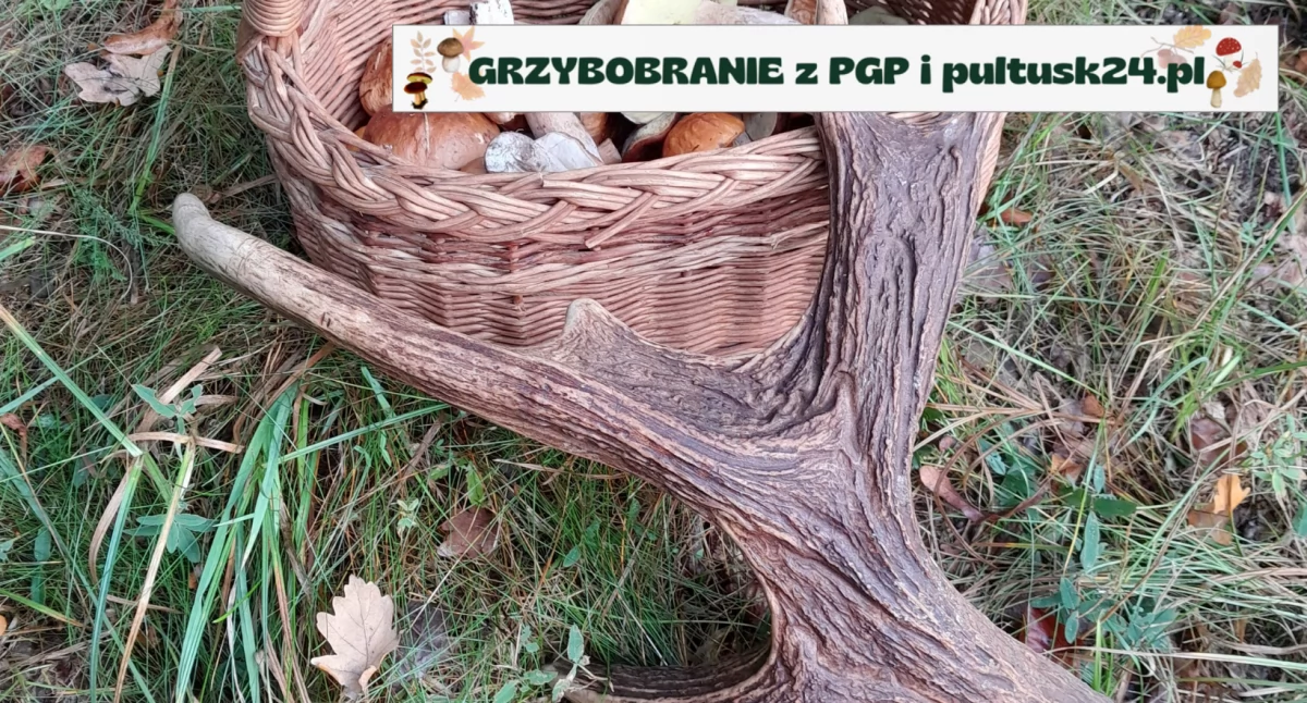 Grzybobranie 2024 z PGP i pultusk24.pl – weekendowe zbiory pana Michała