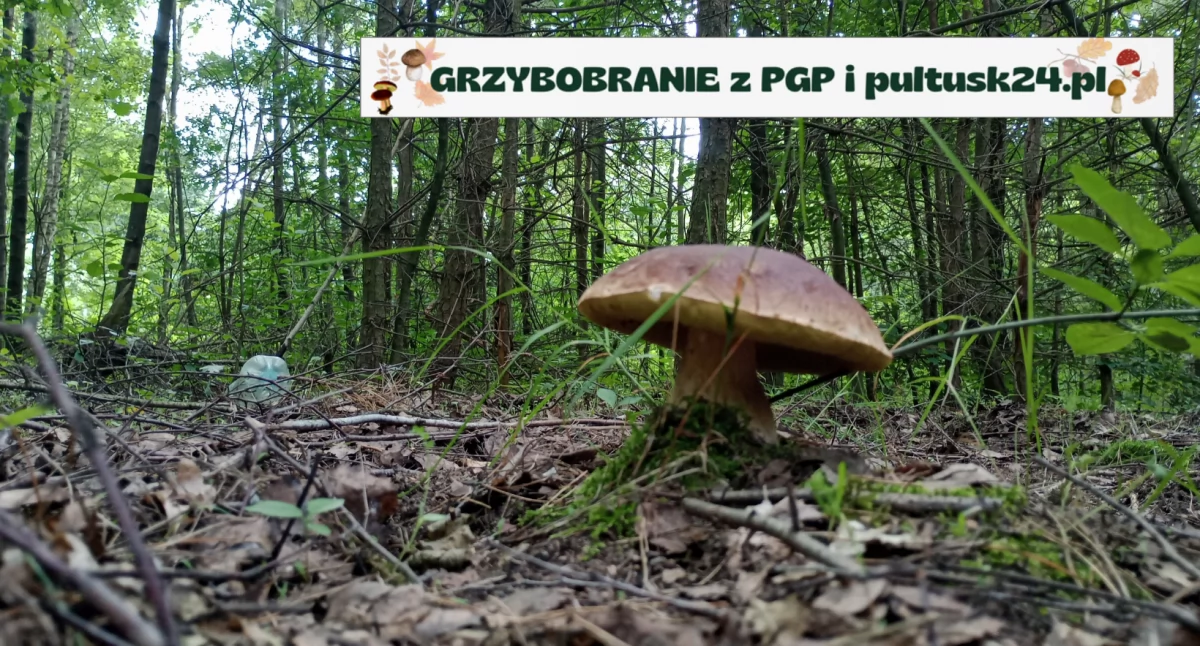 Grzybobranie 2024 z PGP i pultusk24.pl – nowe konkursowe zdjęcia