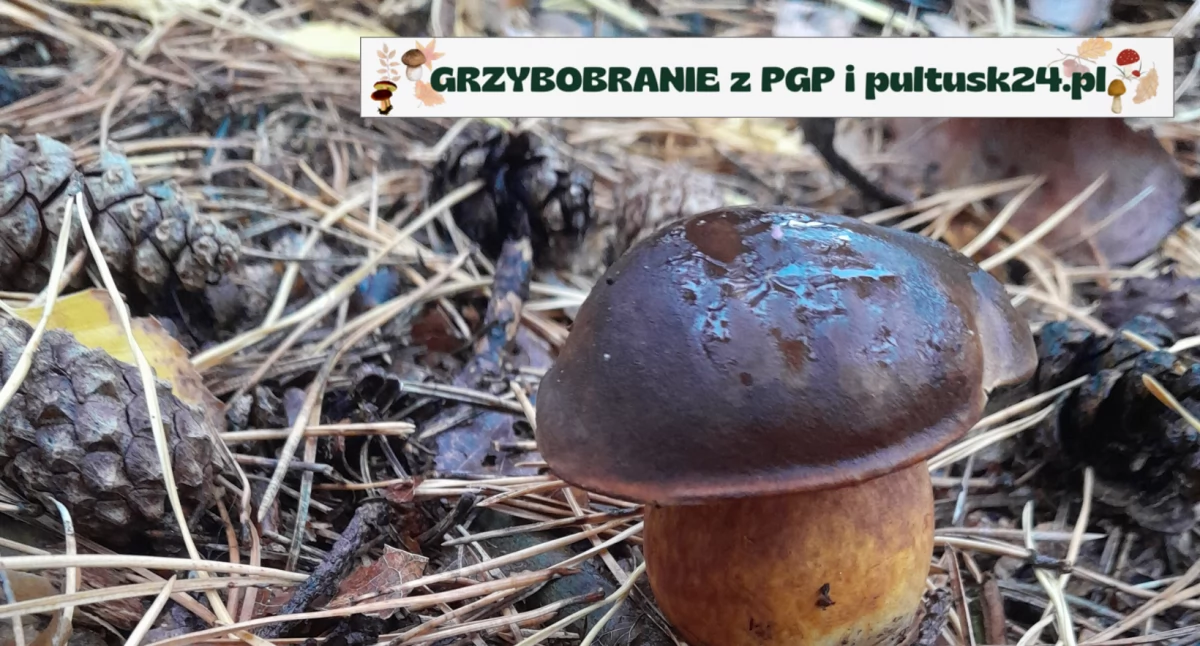 Grzybobranie 2024 z PGP i pultusk24.pl – kolejne zbiory pana Michała