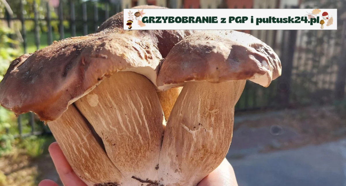 Grzybobranie 2024 z PGP i pultusk24.pl – nowe konkursowe zdjęcia