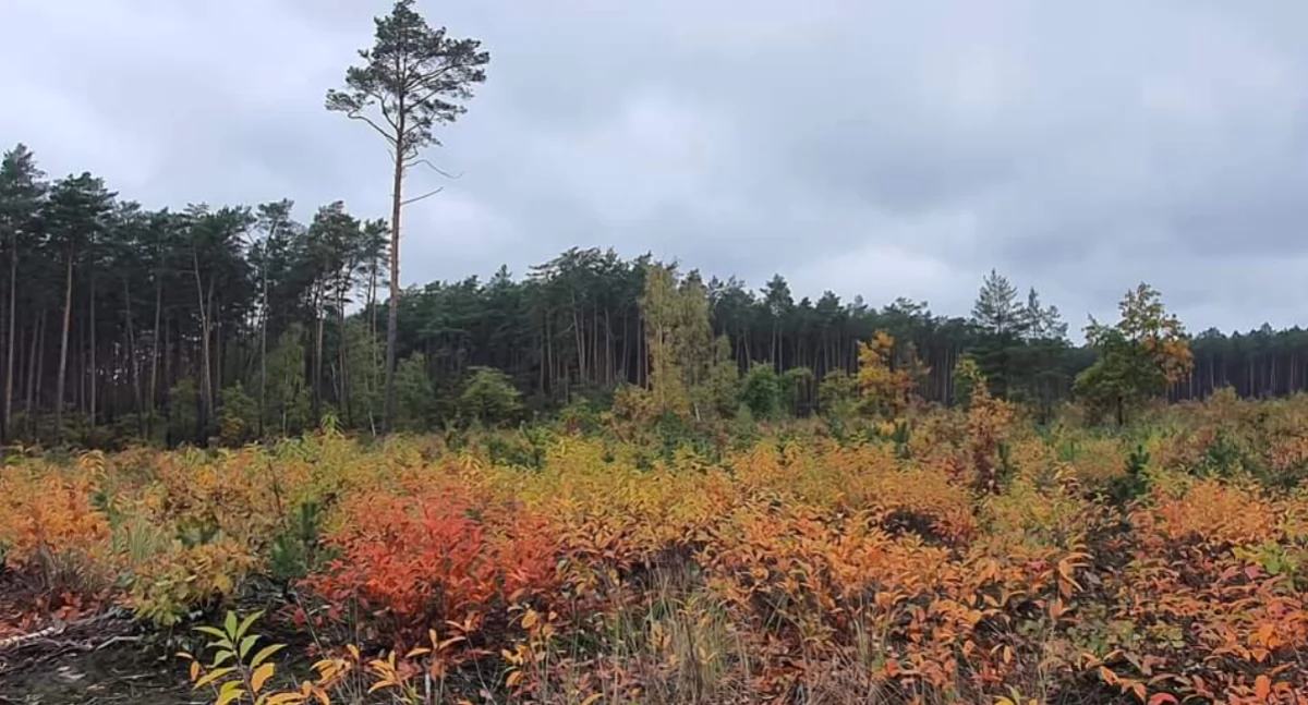  Mżawki, zamglenia, rozpogodzenia? - prognoza pogody IMGW na weekend