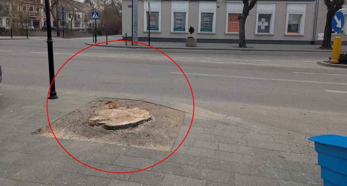 Kolejne duże drzewa znikły z centrum miasta