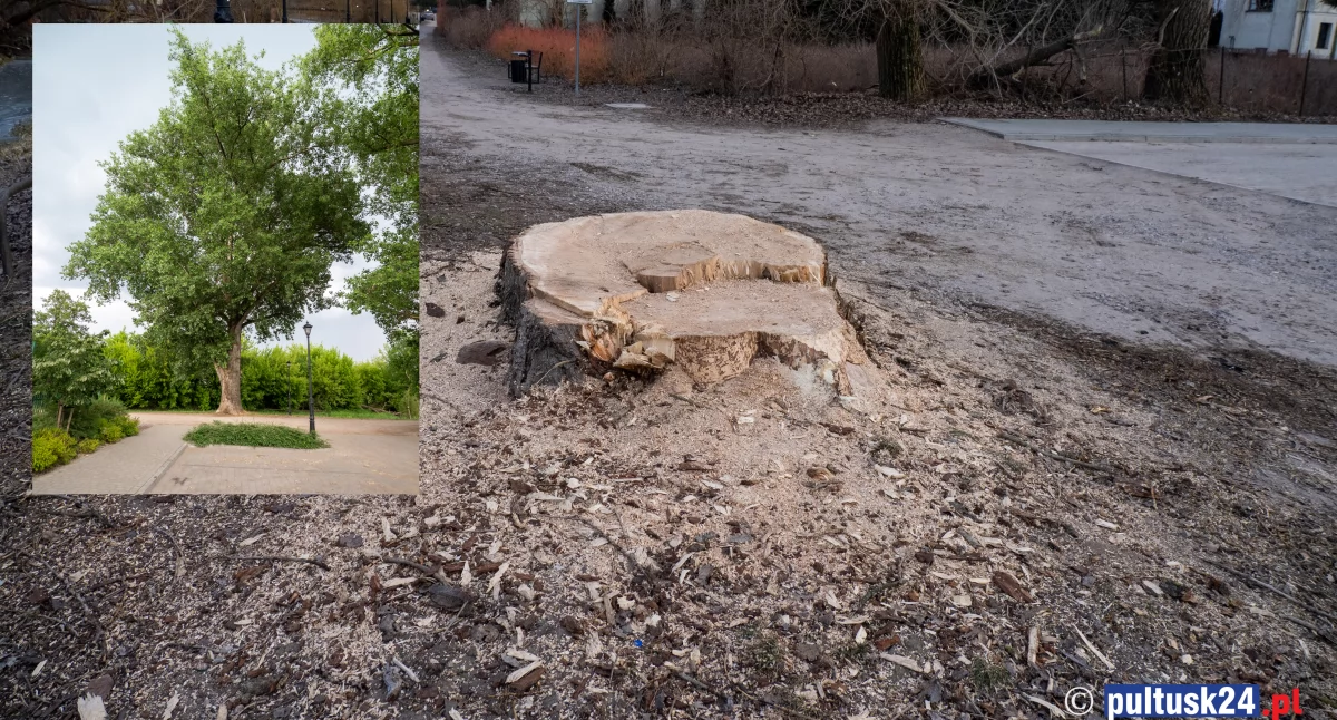 Opowieść o pułtuskiej topoli znad kanałku
