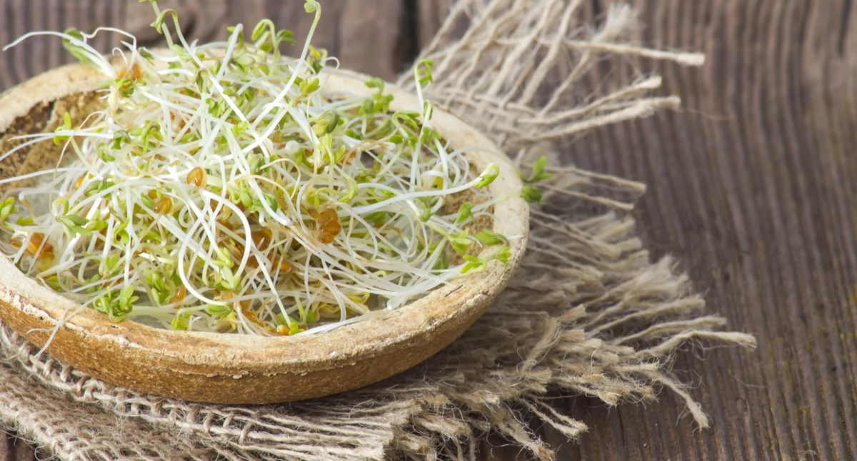 Kiełkownice – superfood na wyciągnięcie ręki! Jak łatwo uprawiać zdrowe kiełki?