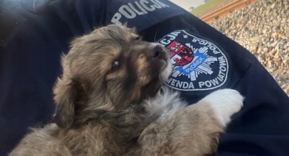 Policjanci uratowali cztery porzucone przy torach pieski  