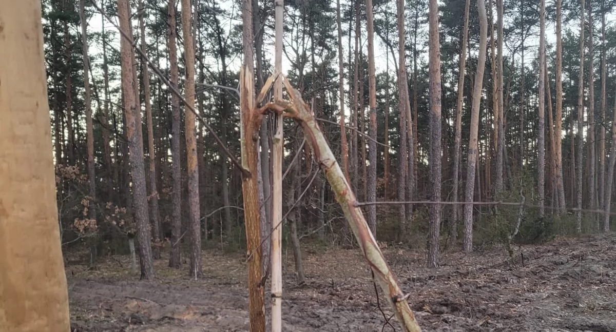 Komu przeszkadzały drzewka!